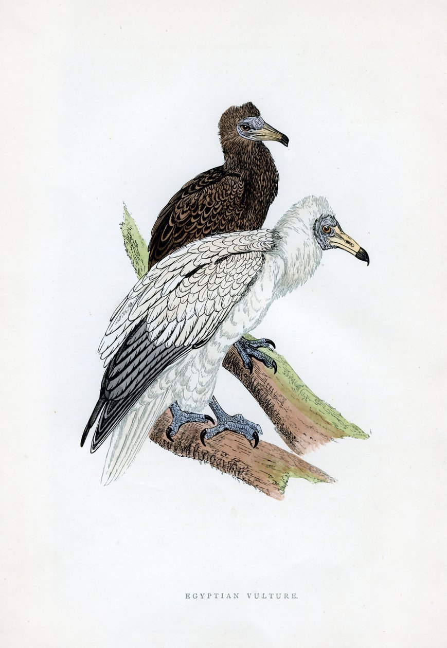 Egyptiläinen korppikotka, 1800-luku tekijältä Unbekannt