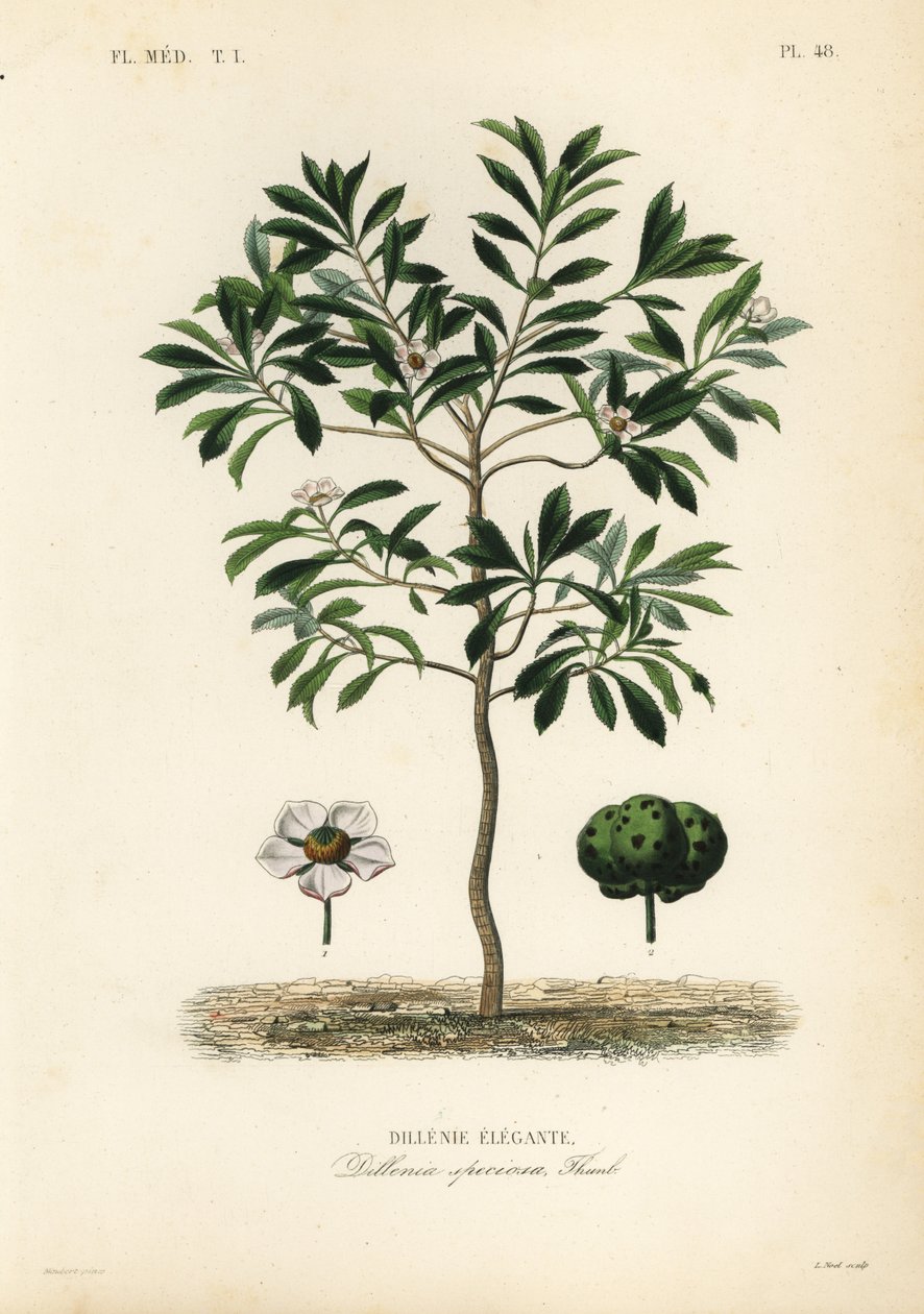 Elefanttiomena tai chulta, Dillenia indica, Dillenia speciosa, Dillenia elegante tekijältä Unbekannt