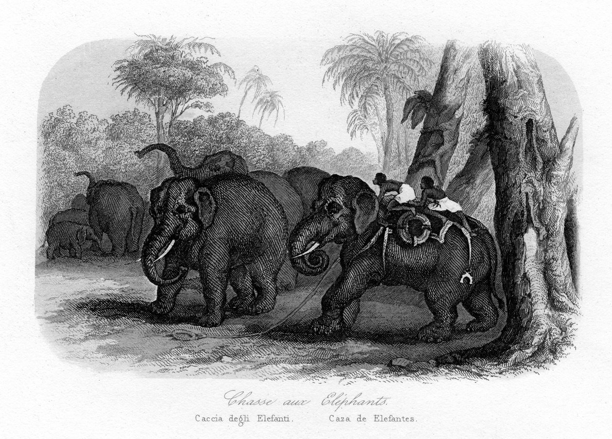 Elefantin metsästys, Intia, vuonna 1840 tekijältä Unbekannt
