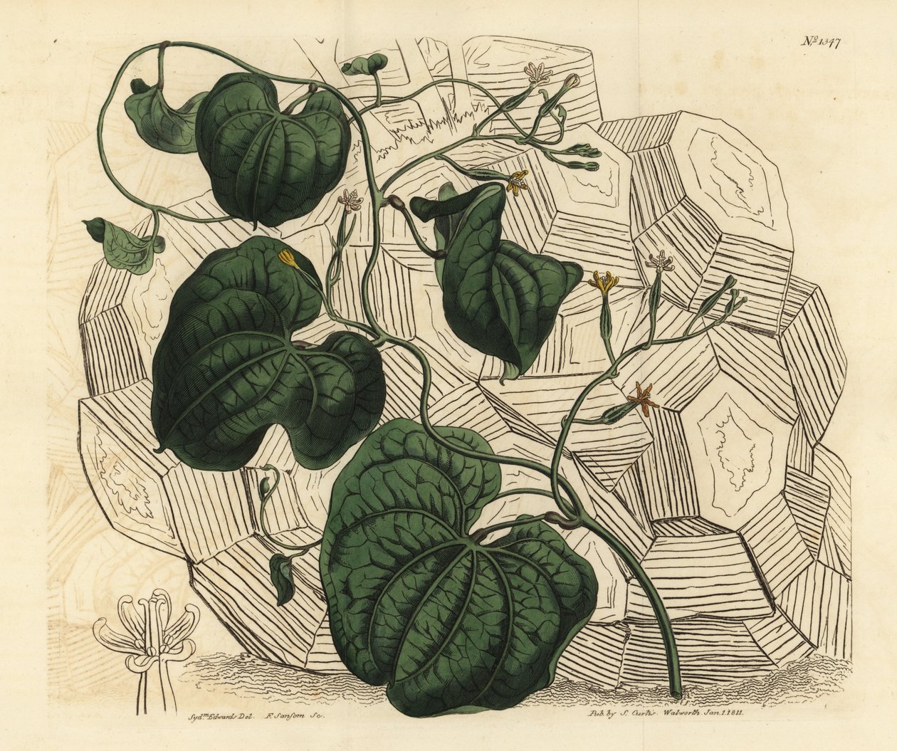 Elefantin jalka, Dioscorea elephantipes (naaras viitta, Tamus elephantipes faemina) tekijältä Unbekannt