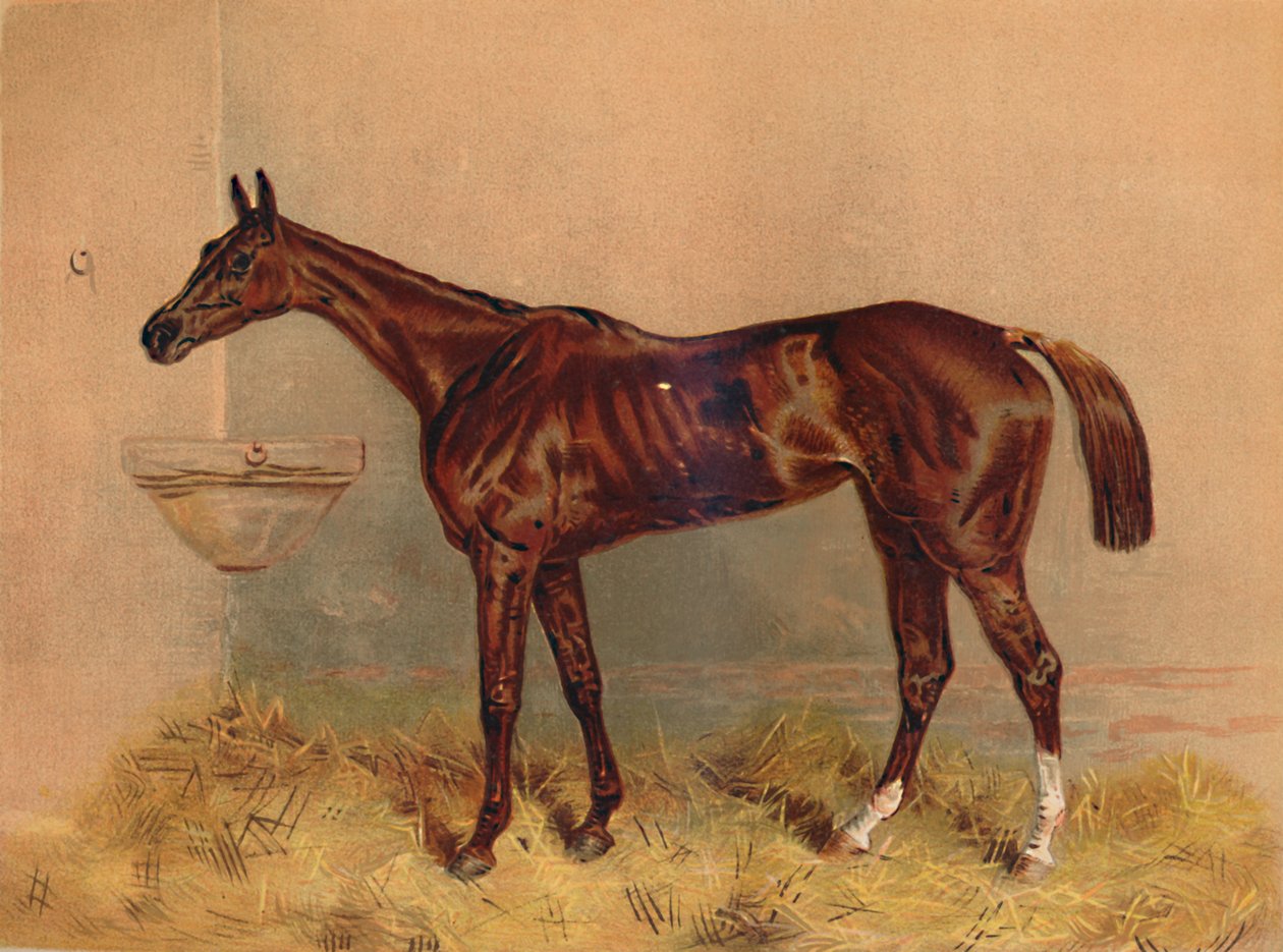 Tunnus, estejuoksu tamma, c1879. tekijältä Unbekannt