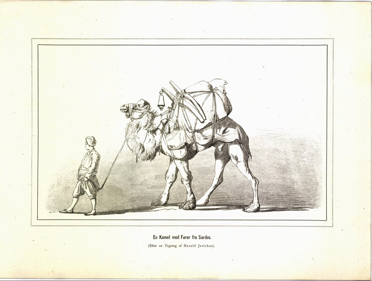 En Kamel med fører fra Sardes. Kuvat aiheesta Brogede rejsebilleder av Jerichau-Baumann, Elisabeth og utgitt av Forlagsbureauet (København, 1881) tekijältä Unbekannt