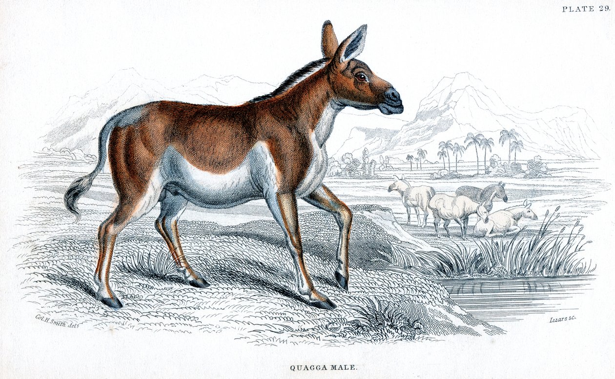Quaggan kaiverrus, c1830 tekijältä Unbekannt