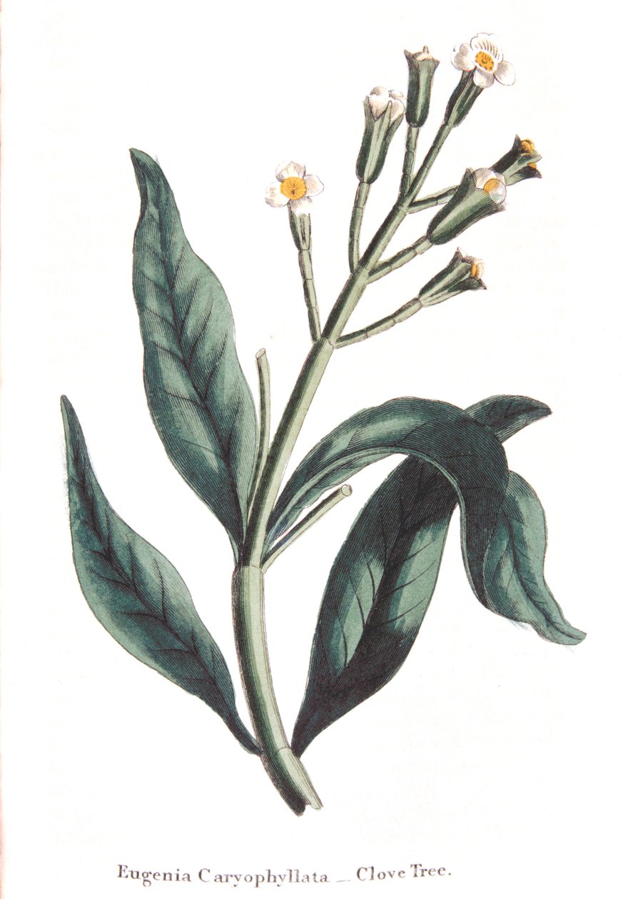 Eugenia caryophyllata - neilikkapuu, 1823 tekijältä Unbekannt