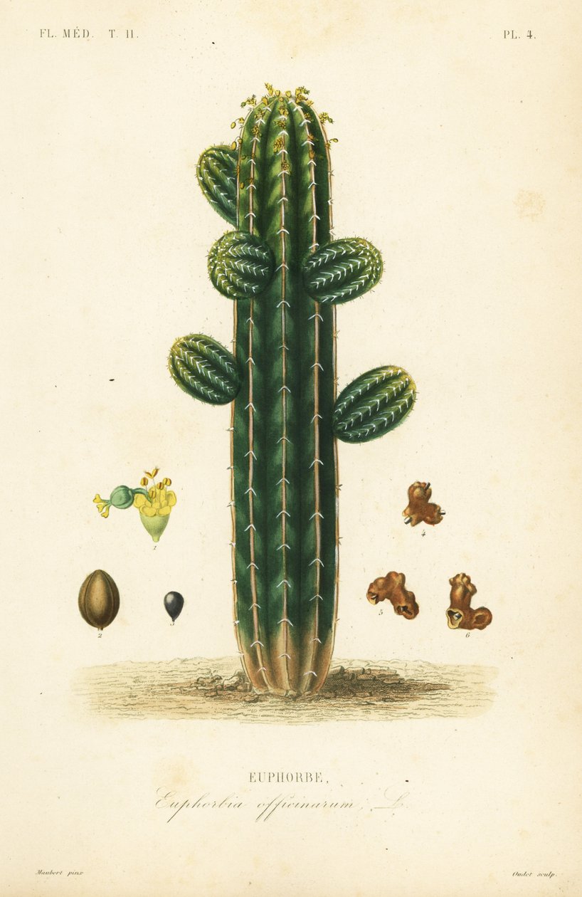 Euphorbia officinarum, Euphorbe tekijältä Unbekannt
