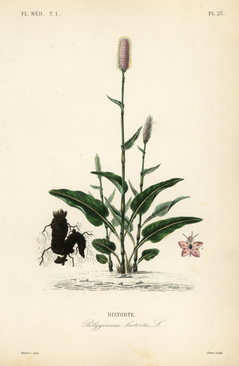 Euroopan bistort tai käärmejuuri, Persicaria bistorta, Polygonum bistorta, Bistorte tekijältä Unbekannt