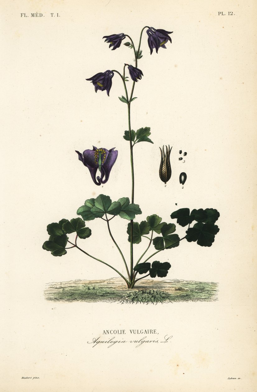 Euroopan columbine, Aquilegia vulgaris, Ancolie vulgaire tekijältä Unbekannt