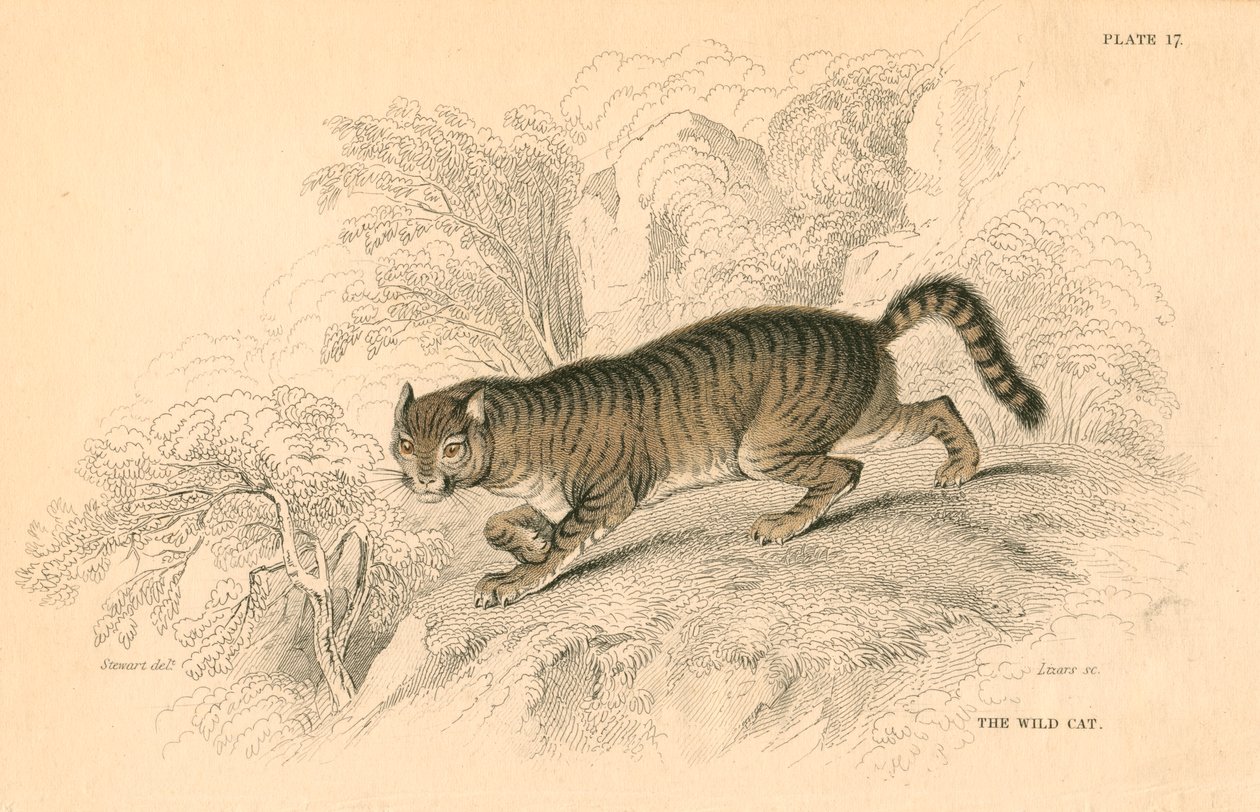 Euroopan villikissa Felis silvestris, 1828 tekijältä Unbekannt