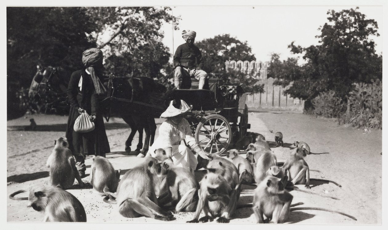 Eurooppalainen nainen ruokkimassa apinajoukkoa, Intia, n. 1910 tekijältä Unbekannt
