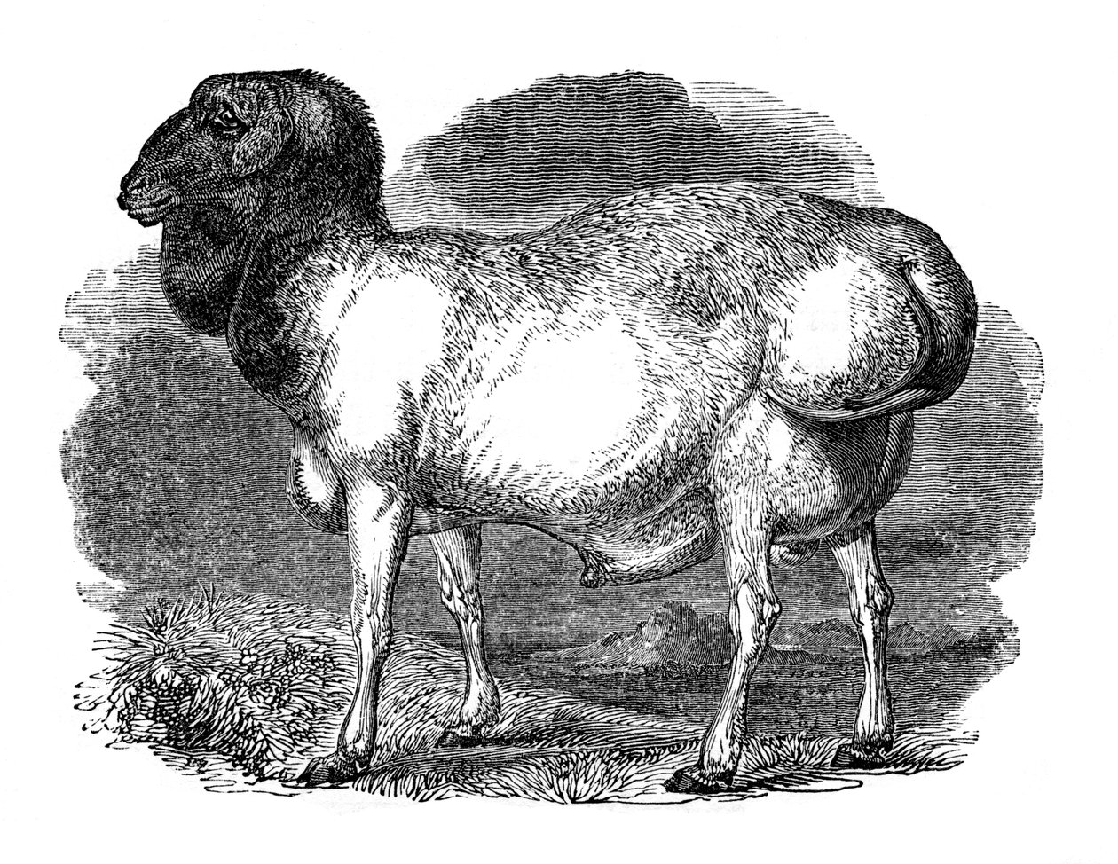 Tartarin lihava rumpulammas, 1848 tekijältä Unbekannt