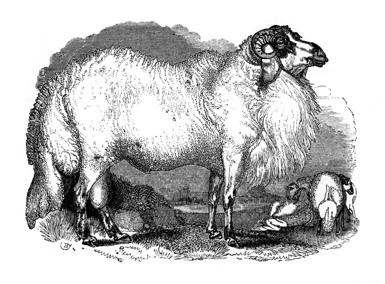 Syyrian rasvahäntälammas, 1848 tekijältä Unbekannt