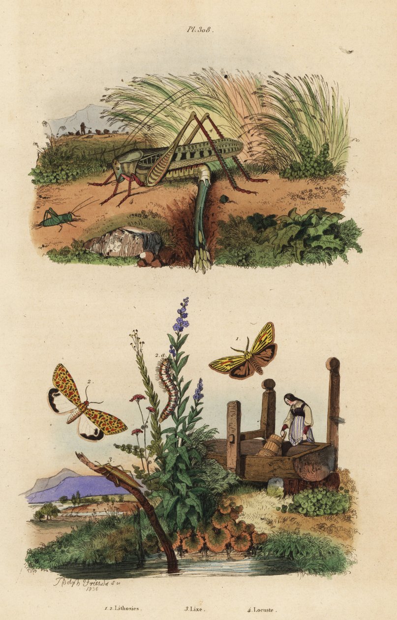 Naaraspuolinen syylä heinäsirkka munii, Decticus verrucivorus 4, höyhenkärjestö, Spiris striata 1 ja karmiininpunainen täplikäs heinäsirkka, Utetheisa pulchella 2 ja Lixus paraplecticus 3. Lithosies, lixe, locuste tekijältä Unbekannt