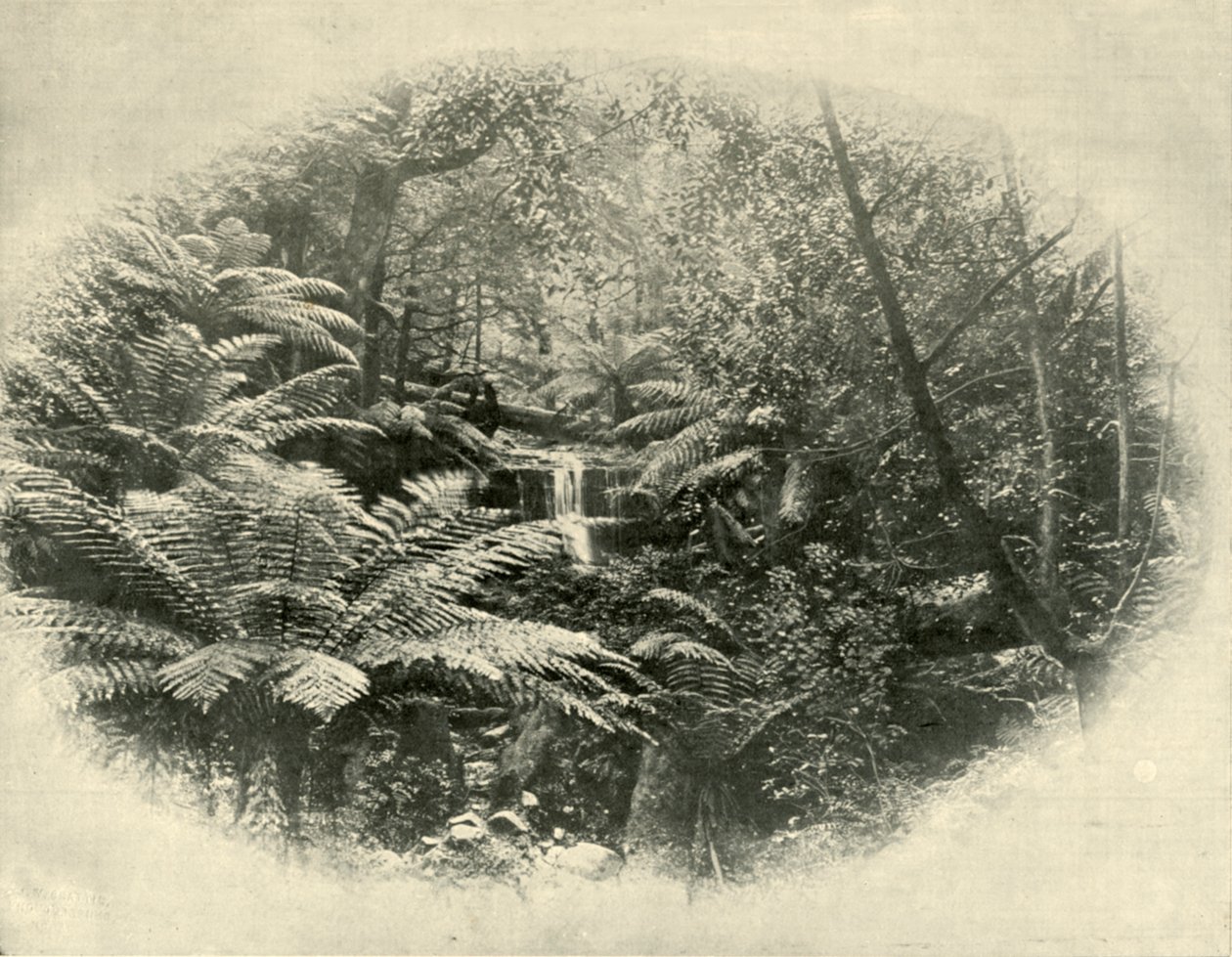 Fern Tree Gully, Tasmania, 1901. tekijältä Unbekannt