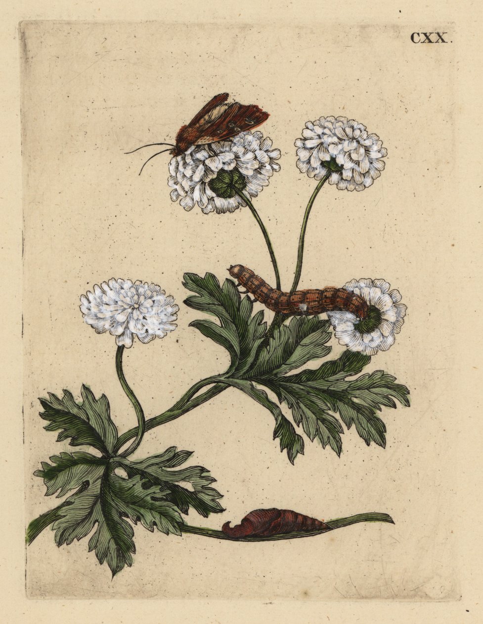 Feverfew, Tanacetum parthenium, koi, toukka ja nukke, CXX tekijältä Unbekannt