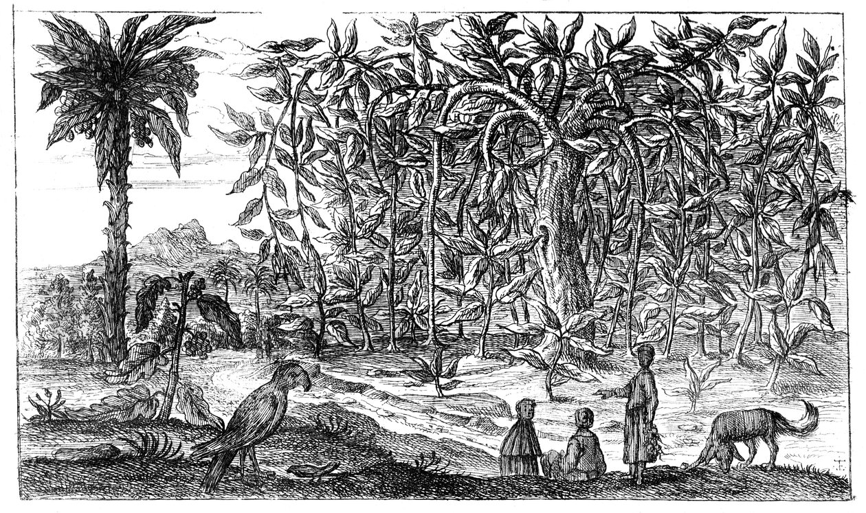 Viikunapuut, 1800-luku tekijältä Unbekannt