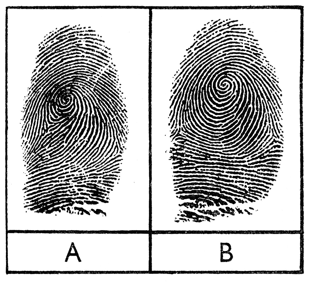 Identtisten kaksosten sormenjäljet, 1956 tekijältä Unbekannt