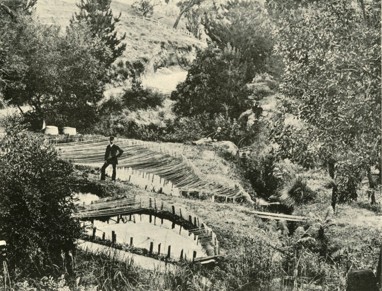 Kalalammet, Ercildoune, lähellä Ballaratia, 1901. tekijältä Unbekannt