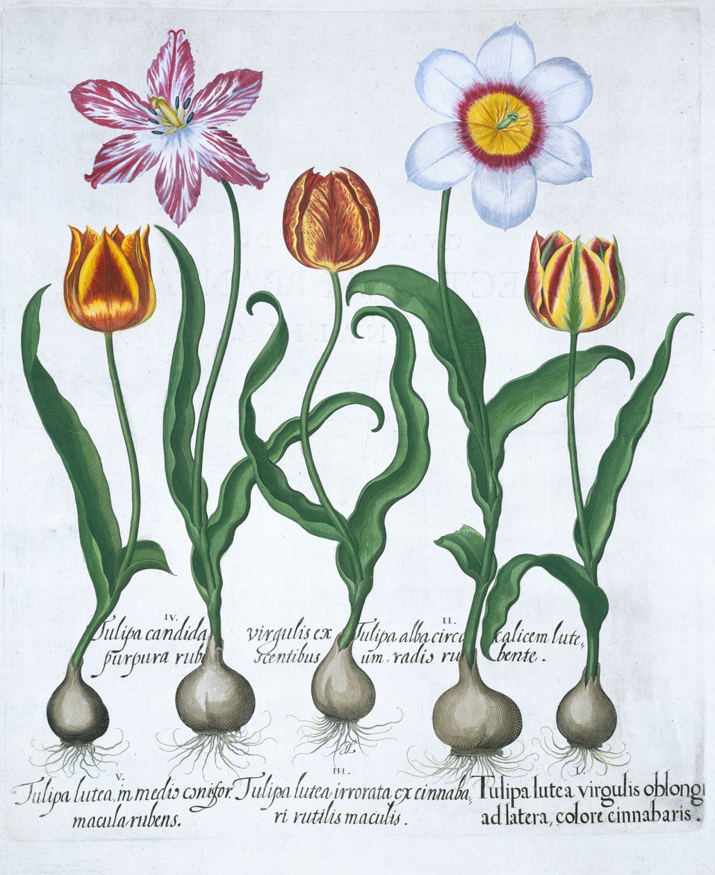 Viisi tulppaania, 1613 tekijältä Unbekannt