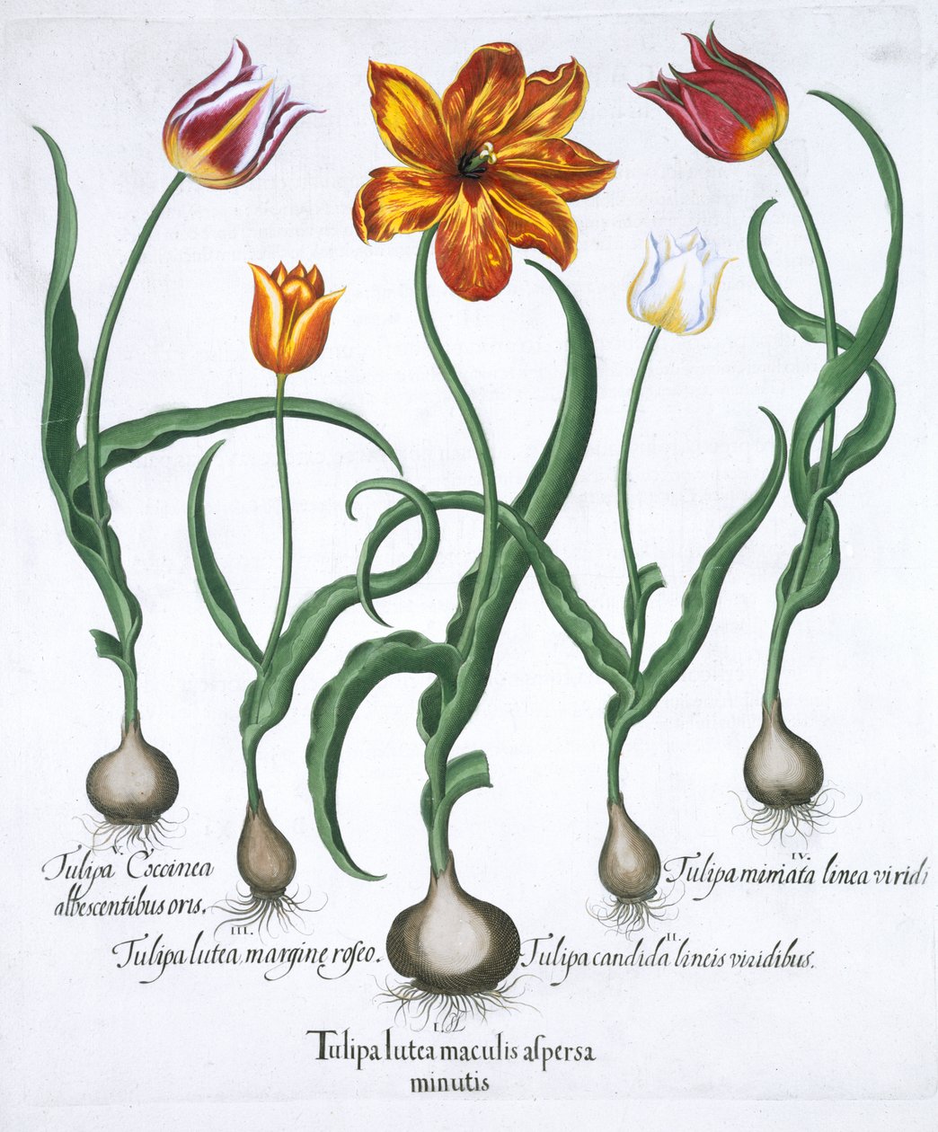 Viisi tulppaania, 1613 tekijältä Unbekannt