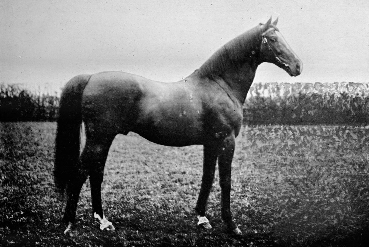 Florizel II, 1911 tekijältä Unbekannt