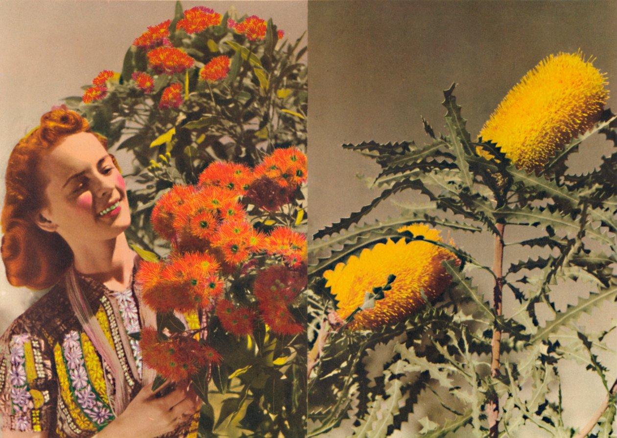 Flowering Gum and Banksia, c1947. tekijältä Unbekannt