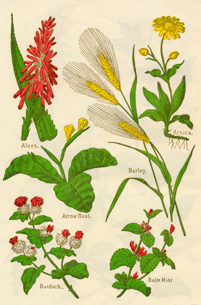Kukat: Aloes, Arnica, Arrow Root, Ohra, Balm Mint, Takiainen, C1940. tekijältä Unbekannt