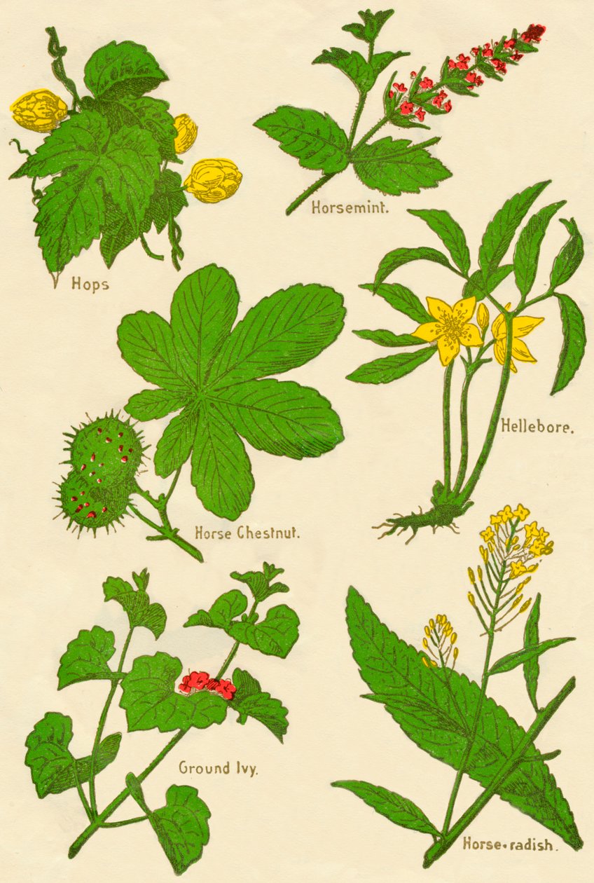 Kukat: Humala, piparminttu, hevoskastanja, hellebore, muratti, piparjuuri, c1940 tekijältä Unbekannt