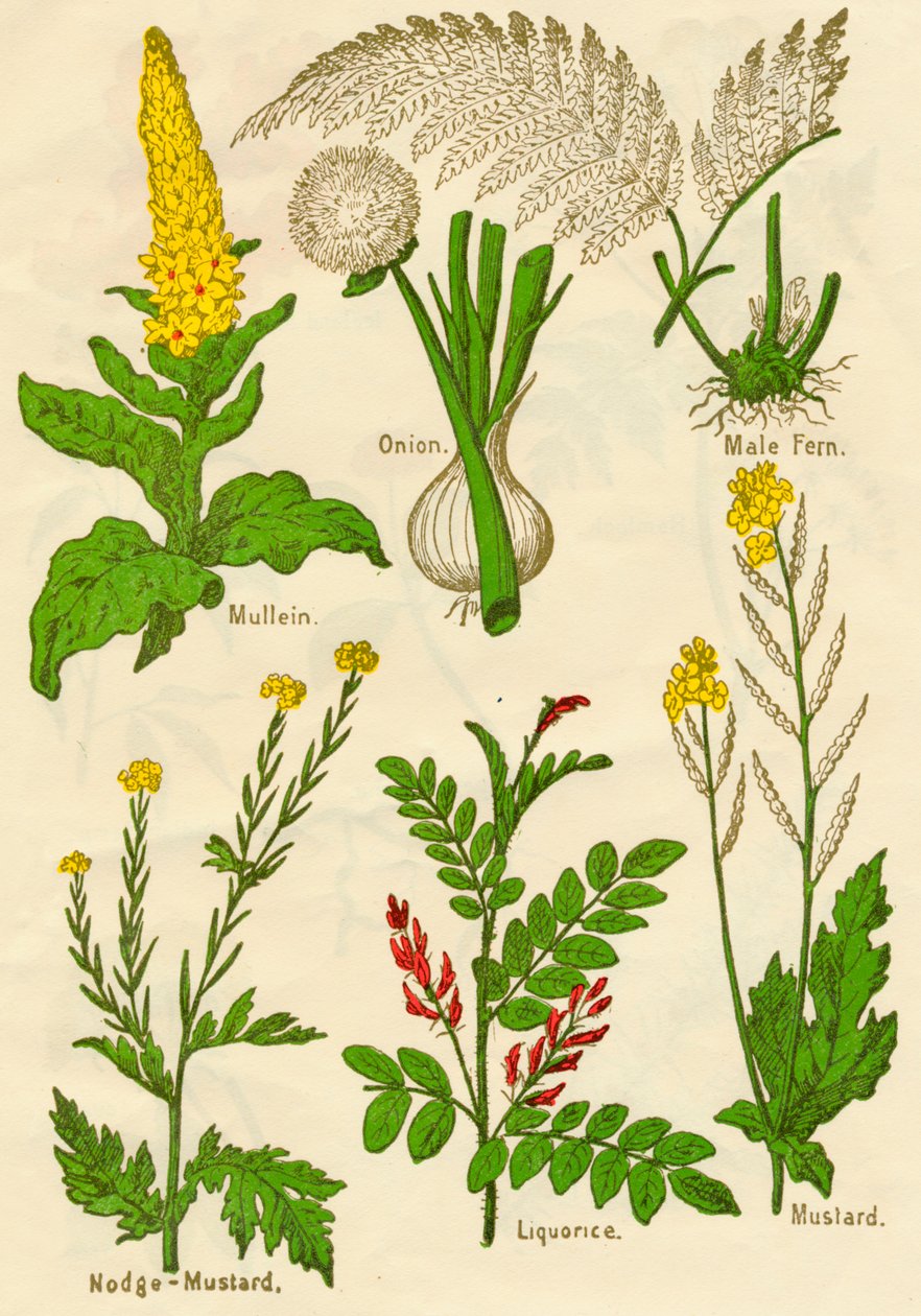 Kukat: Mullein, sipuli, uros saniainen, nodge-sinappi, lakritsi, sinappi, c1940 tekijältä Unbekannt