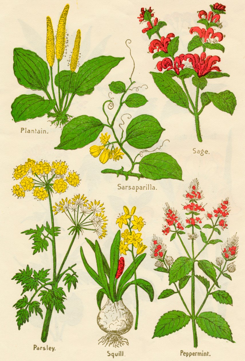 Kukat: Plantain, Sarsaparilla, Salvia, Persilja, Squill, Piparminttu, c1940 tekijältä Unbekannt