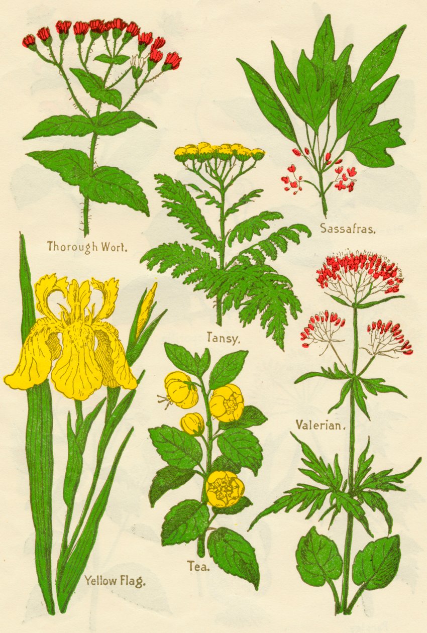 Kukat: Thorough Wort, Tansy, Sassafras, Valerian, Yellow Flag, Tea, Valerian, c1940 tekijältä Unbekannt