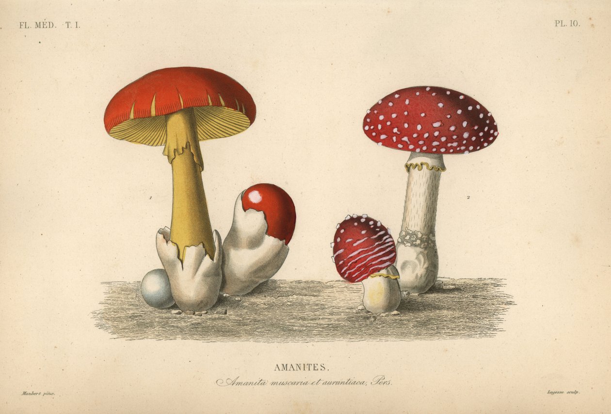 Perhoheltasieni, Amanita muscaria, keisarillinen sieni, Amanita aurantiaca tekijältä Unbekannt