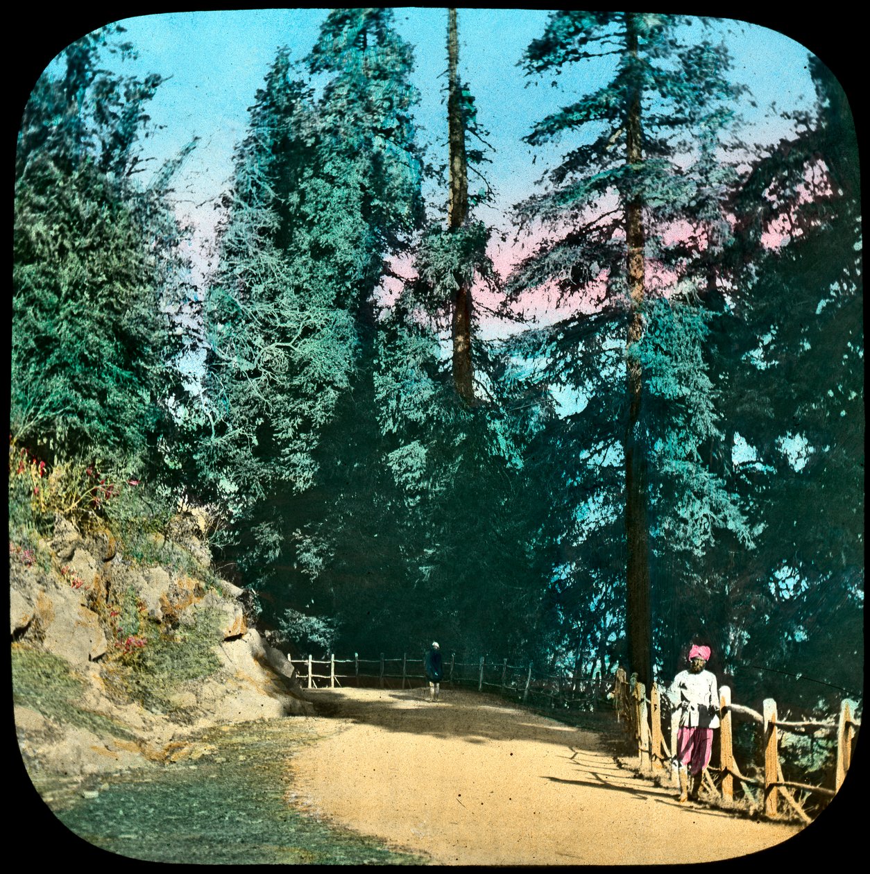 Forest, Murree, Intia, 1800-luvun loppu tai 1900-luvun alku tekijältä Unbekannt