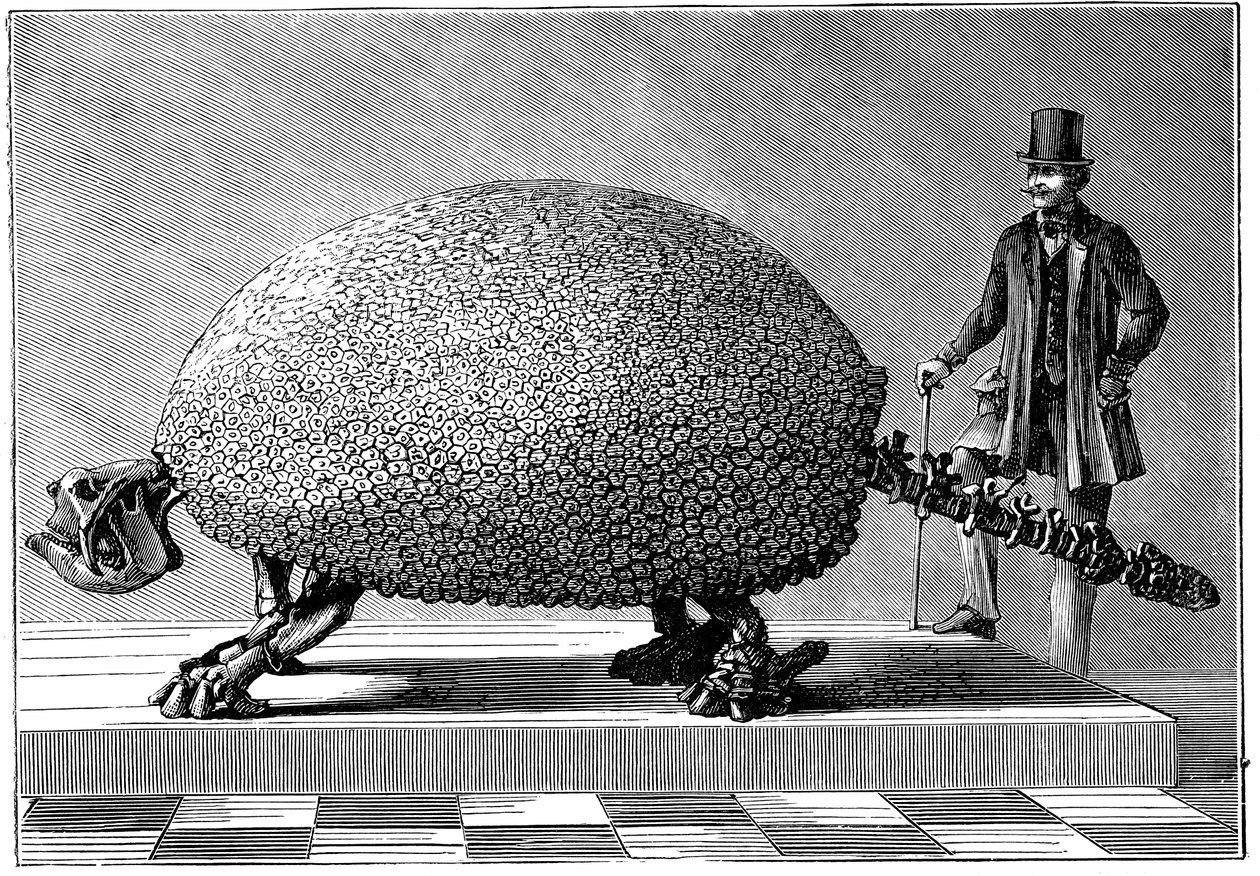 Jättiläisen armadillon fossiili Etelä-Amerikasta, c1890 tekijältä Unbekannt