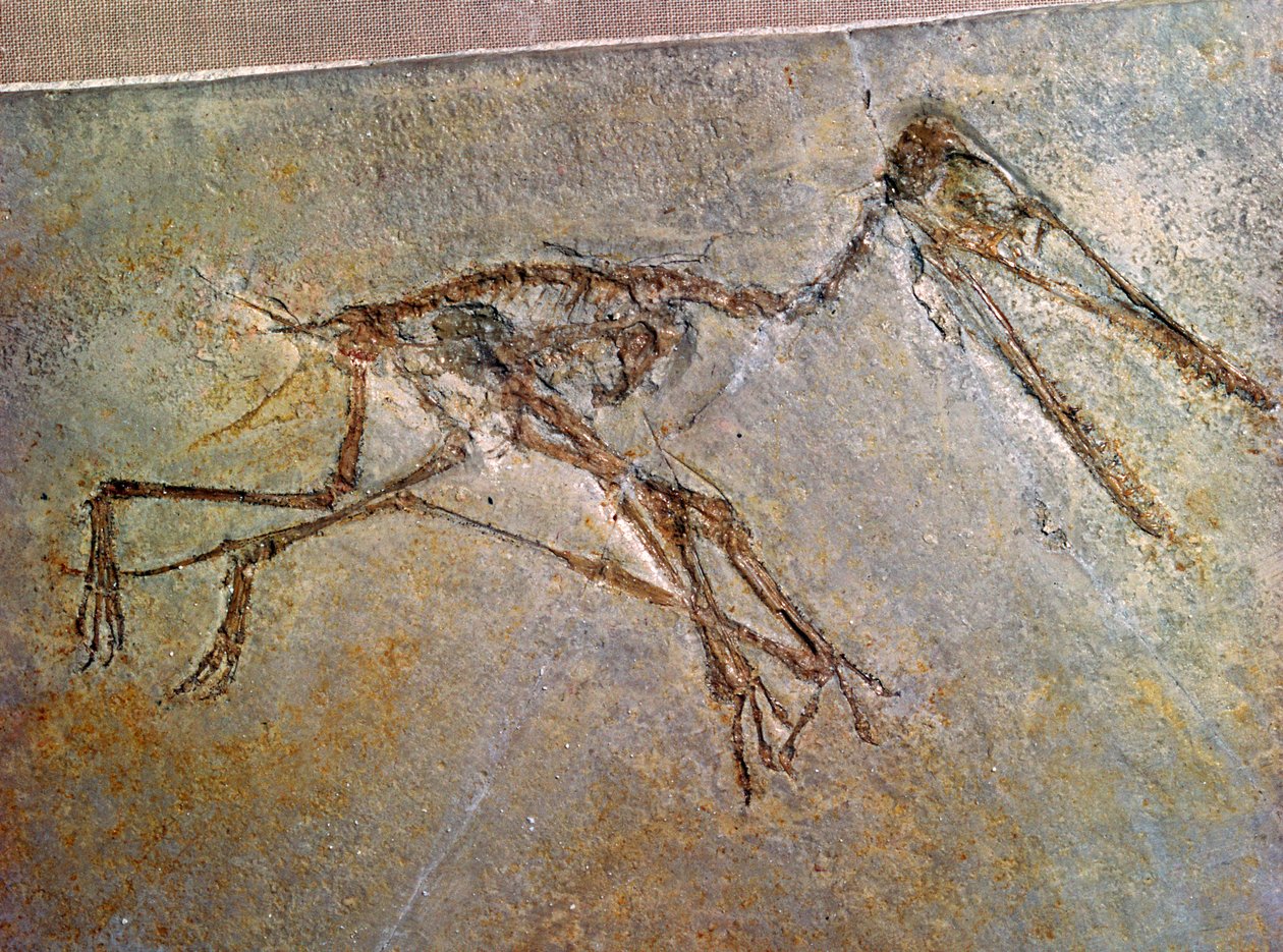 Pterodaktyylin fossiilinen luuranko British Museumin kokoelmasta tekijältä Unbekannt