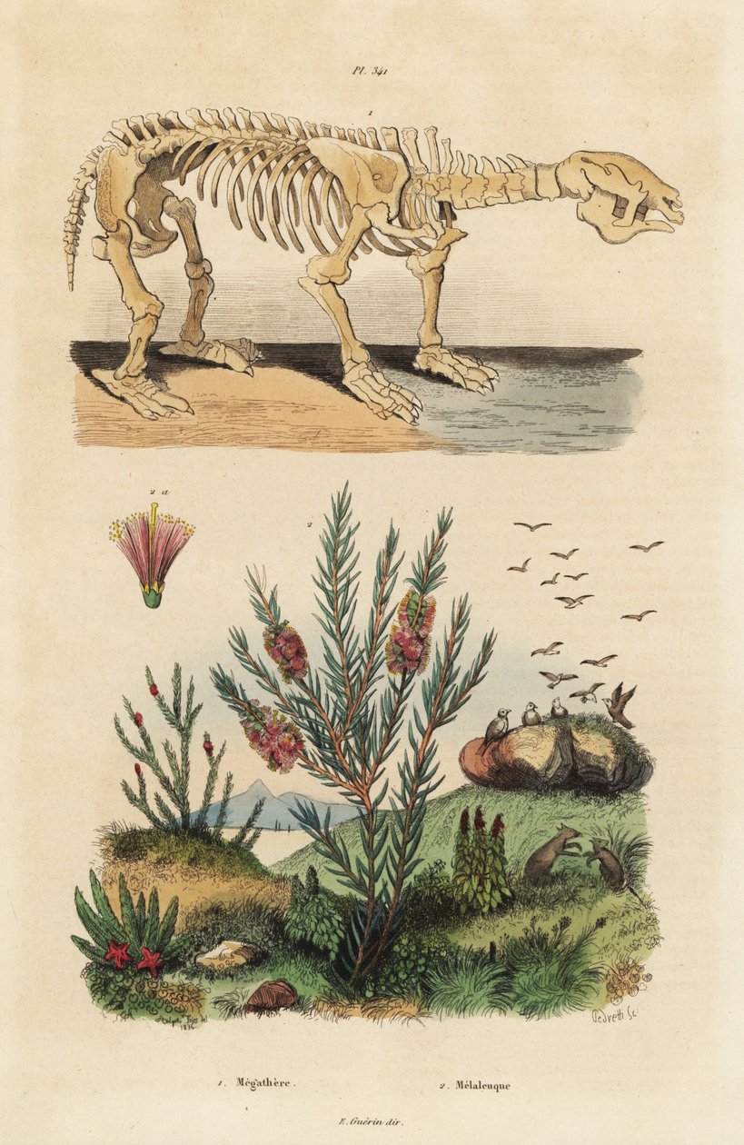 Fossiilinen luuranko sukupuuttoon kuolleesta jättiläislaiskiaisesta, Megatherium americanum, ja teepuu- tai hunajamyrttipensaasta, Melaleuca-lajeista tekijältä Unbekannt
