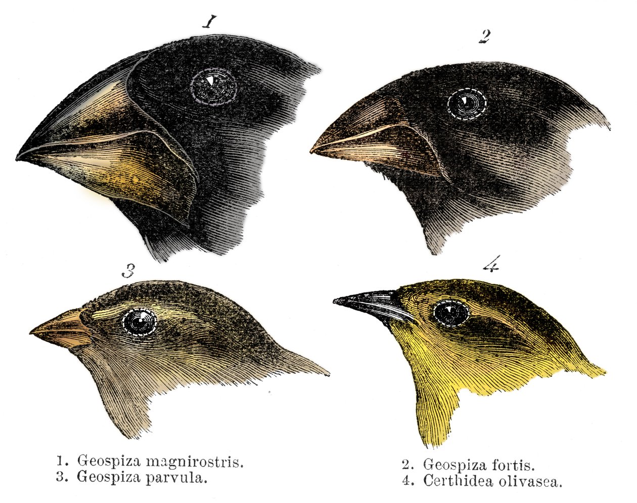 Neljä tai peippolaji, jonka Darwin havaitsi Galapagossaarilla tekijältä Unbekannt