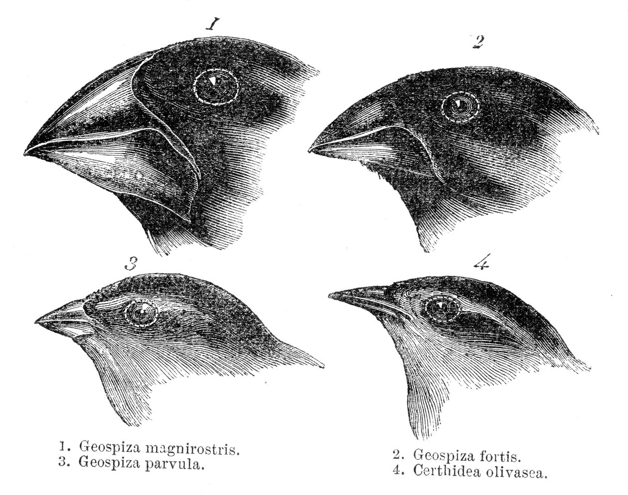 Neljä tai peippolaji, jonka Darwin havaitsi Galapagossaarilla tekijältä Unbekannt