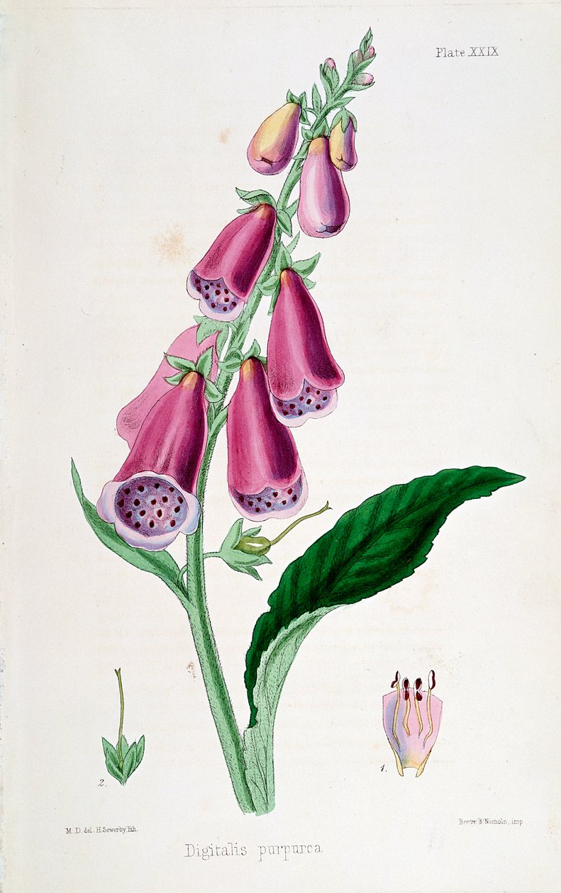 Foxglove Digitalis purpurea, 1800-luku. tekijältä Unbekannt