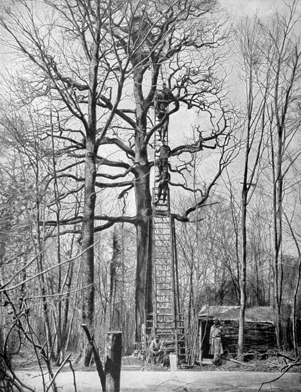 Ranskan havaintopiste puussa, Ranska, ensimmäinen maailmansota, 1915 tekijältä Unbekannt