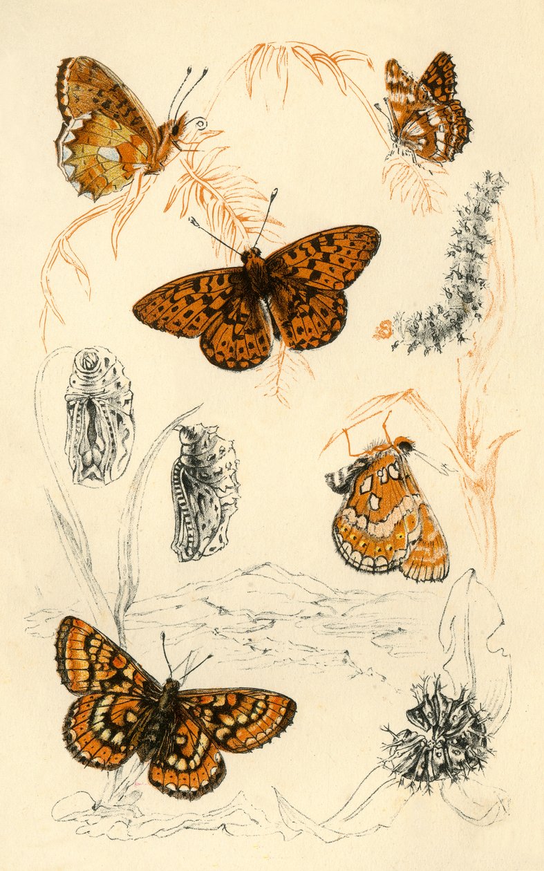 Fritillary-perhoset, 1800-luku. tekijältä Unbekannt