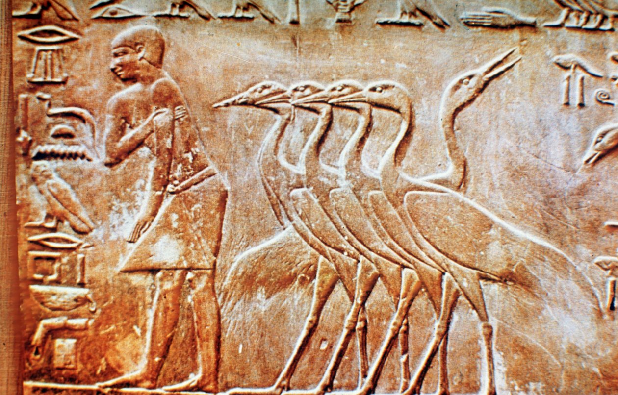 Hanhet, seinäreliefi Ptahhotepin haudasta, Saqqara, Egypti, 24. vuosisadalla eKr. tekijältä Unbekannt
