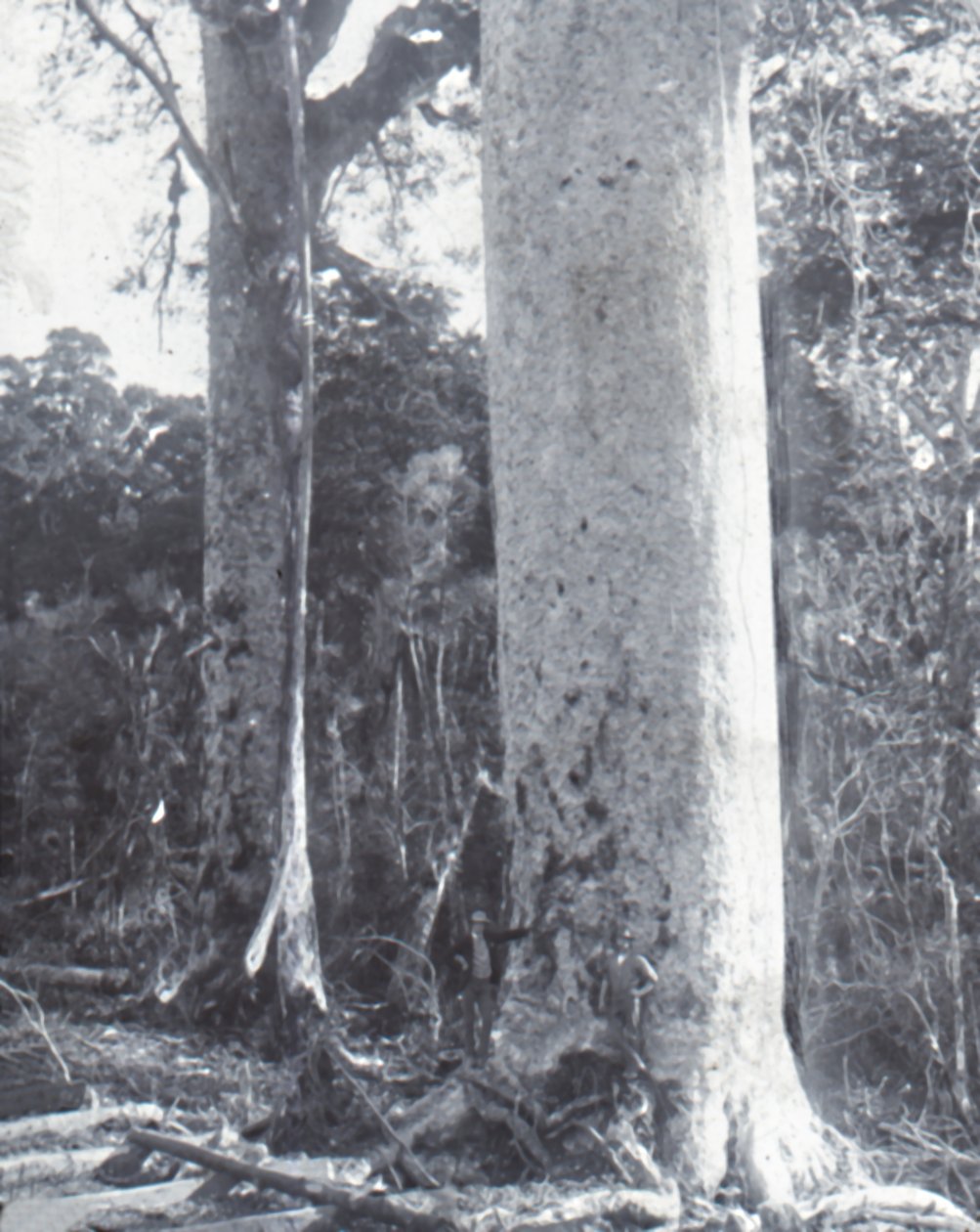 Jättiläinen Kauri-puu, 1800-luvun loppu - 1900-luvun alku. tekijältä Unbekannt