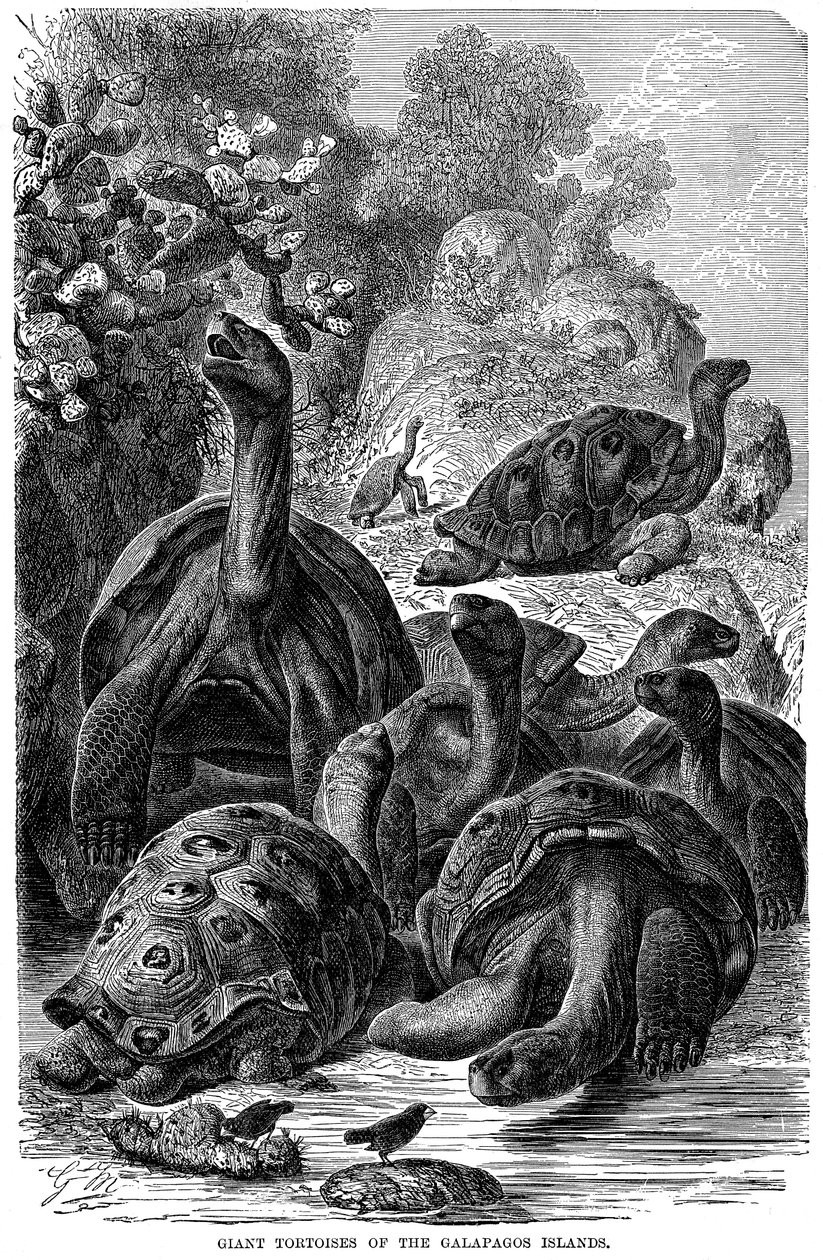Galapagossaarten jättiläiskilpikonnat, jotka Darwin tarkkaili vuonna 1894 tekijältä Unbekannt