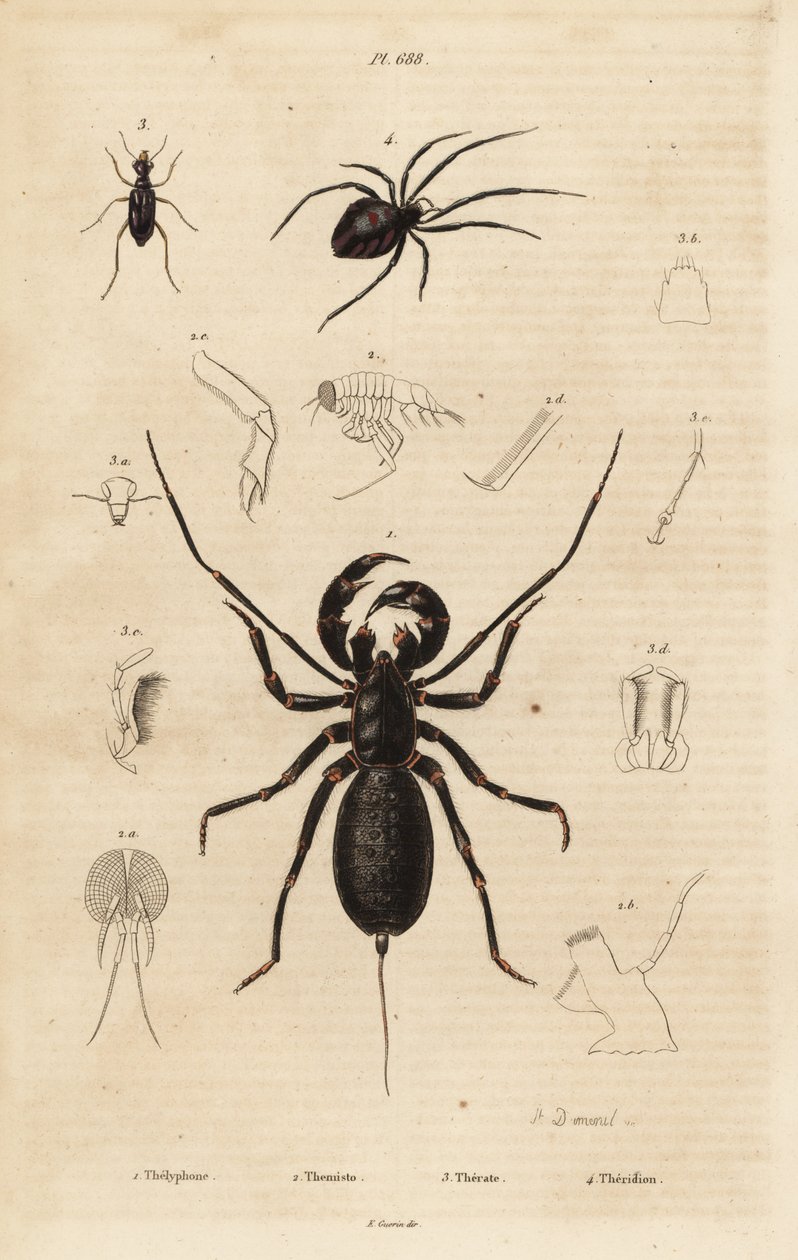 Jättiläispiiskaskorpioni, Mastigoproctus giganteus, kovakuoriainen, Theratus-lajit ja hämähäkkihämähäkki, Theridion-lajit tekijältä Unbekannt