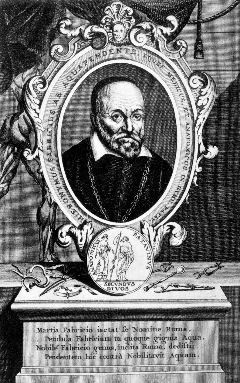 Girolamo Fabrici, italialainen anatomi ja kirurgi, 1600-luku tekijältä Unbekannt