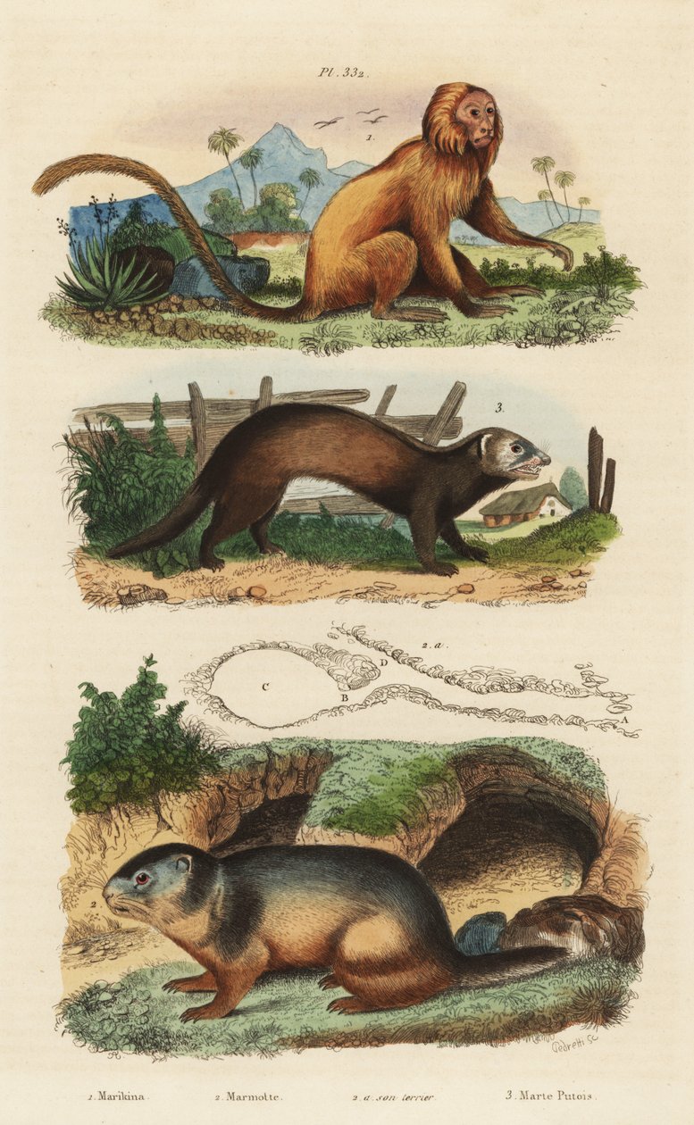 Kultainen leijona tamariini, Leontopithecus rosalia, uhanalainen 1, alppimurmeli, Marmota marmota 2 ja luola, ja fretti tai napakissa, Mustela putorius 3 tekijältä Unbekannt