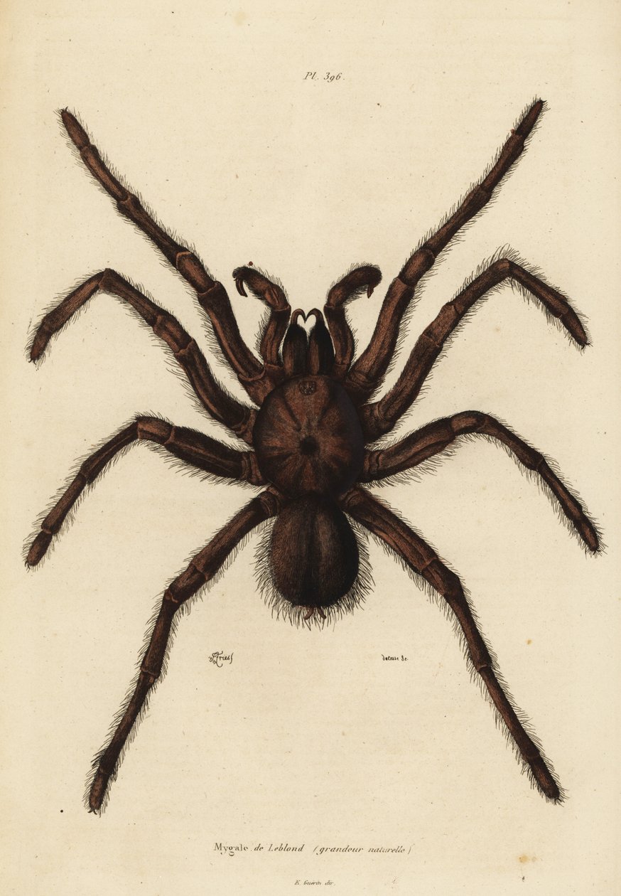 Goliath birdeater hämähäkki, Theraphosa blondi tekijältä Unbekannt