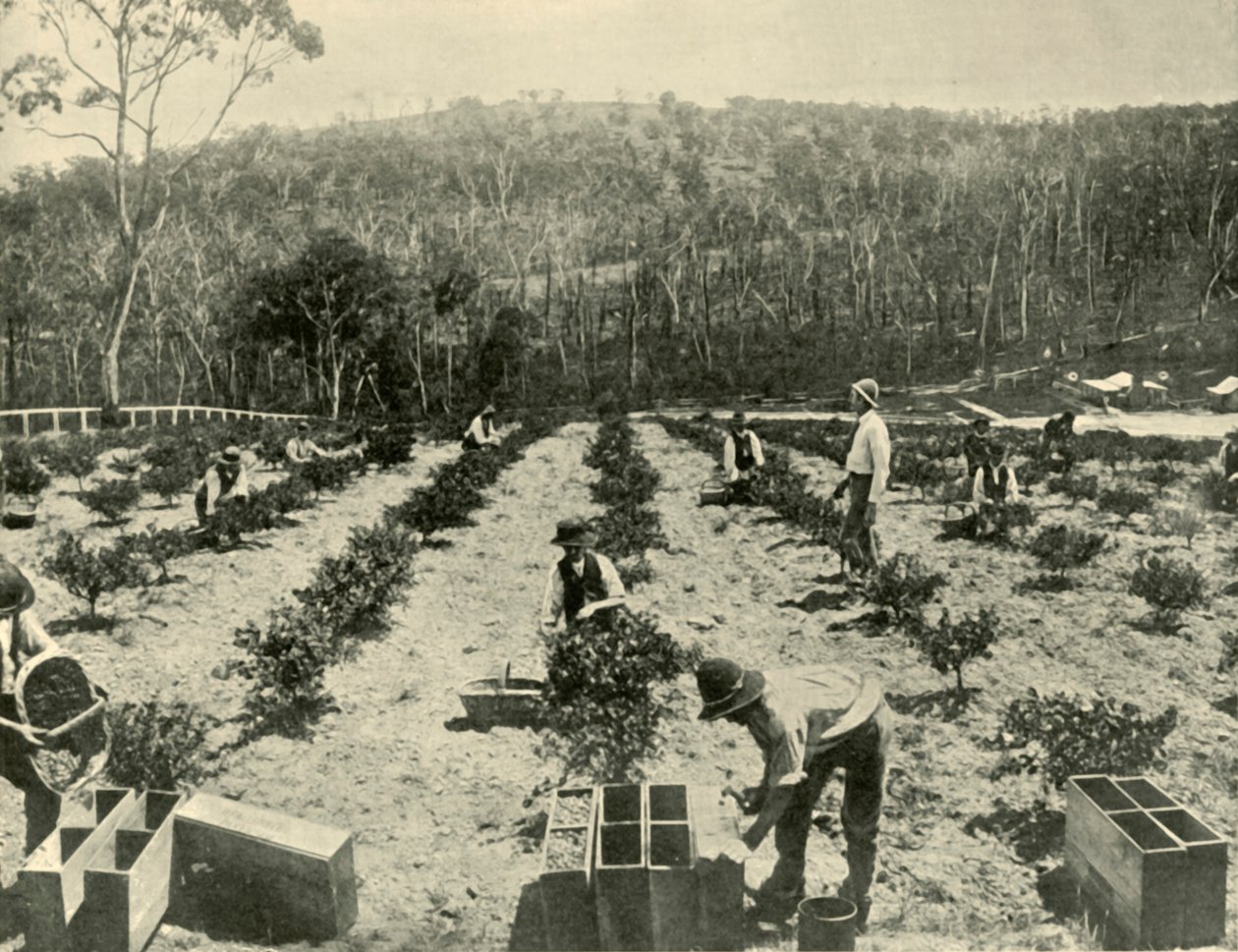 Karviaisfarmi, Glenbrook, 1901. tekijältä Unbekannt