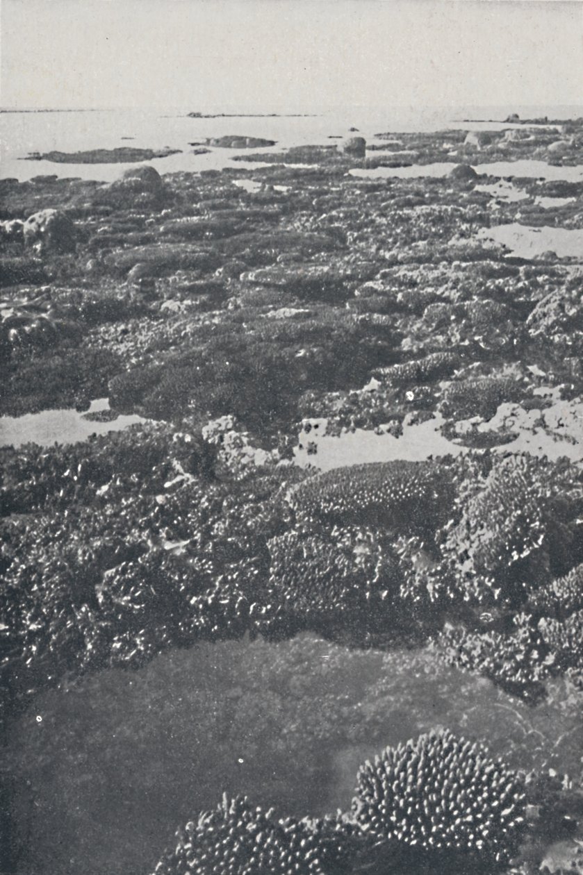 Suuri valliriutta, 1924 tekijältä Unbekannt