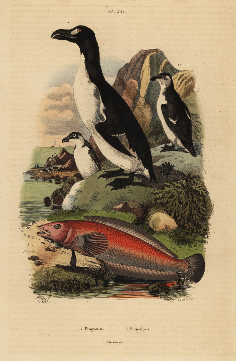 Isoaukko, Pinguinus impennis 1, sukupuuttoon kuollut ja brasilialainen hiekkaahven, Pinguipes brasilianus 2 tekijältä Unbekannt